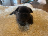 Chiots Bouledogues Français pedigree Saint-Hubert LOSH