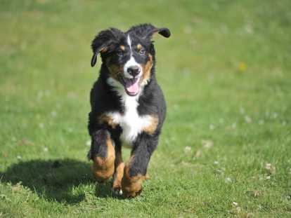 Adorable Chiot Bouvier Bernois Femelle Lof A Vendre Petite Annonce Chien