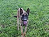Jeune mâle de type Berger Belge Malinois robe fauve 2 ans recherche famille