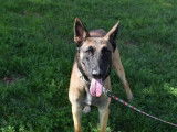 Jeune mâle de type Berger Belge Malinois robe fauve 2 ans recherche famille