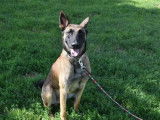 Jeune mâle de type Berger Belge Malinois robe fauve 2 ans recherche famille