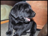 Adorables chiots Labradors LOF à vendre