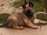 Chiots Berger Belge Tervueren LOF de travail &agrave; vendre