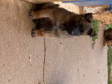 Chiots Berger Belge Tervueren LOF de travail &agrave; vendre