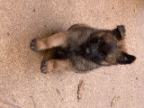Chiots Berger Belge Tervueren LOF de travail &agrave; vendre