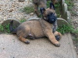 Chiots Berger Belge Tervueren LOF de travail &agrave; vendre