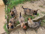 Chiots Berger Belge Tervueren LOF de travail &agrave; vendre