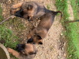 Chiots Berger Belge Tervueren LOF de travail &agrave; vendre