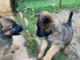 Chiots Berger Belge Tervueren LOF de travail &agrave; vendre