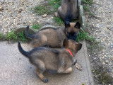 Chiots Berger Belge Tervueren LOF de travail &agrave; vendre
