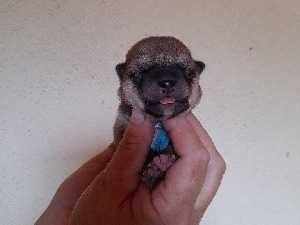 Portee De Shiba Inu Roux Lof Nes En Octobre A Reserver Petite Annonce Chien