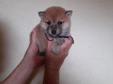 Chiots Shiba Inu roux nés en septembre à réserver
