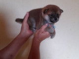Chiots Shiba Inu roux nés en septembre à réserver