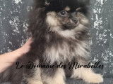 Magnifique Spitz Pom&eacute;ranien m&acirc;le de pure race &agrave; vendre