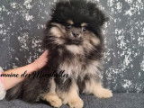 Magnifique Spitz Pom&eacute;ranien m&acirc;le de pure race &agrave; vendre