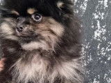Magnifique Spitz Pom&eacute;ranien m&acirc;le de pure race &agrave; vendre