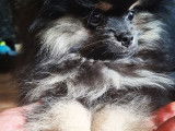 Magnifique Spitz Pom&eacute;ranien m&acirc;le de pure race &agrave; vendre