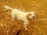 Mâle adulte croisé de type Beagle robe blanche et beige 3 ans 1/2 à adopter