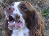 Chiots Springer Anglais marron et blanc à réserver
