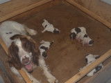 Chiots Springer Anglais marron et blanc à réserver