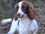 Chiots Springer Anglais marron et blanc à réserver