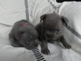 Chiots Bouledogue Français non LOF à placer