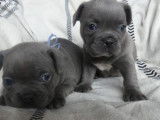 Chiots Bouledogue Français non LOF à placer