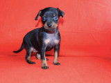 Chiots Pinscher Nain LOF &agrave; vendre