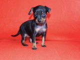 Chiots Pinscher Nain LOF &agrave; vendre
