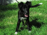 Chiot mâle robe noire et blanche recherche famille
