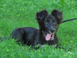 Chiot mâle robe noire et blanche recherche famille