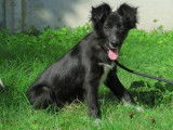 Chiot mâle robe noire et blanche recherche famille