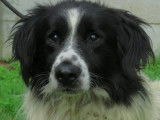 Mâle adulte croisé Border Collie 8 ans 1/2 robe blanche tachetée noire à adopter
