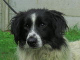 Mâle adulte croisé Border Collie 8 ans 1/2 robe blanche tachetée noire à adopter