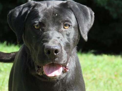 Mâle adulte croisé Labrador Retriever robe noire 4 ans à adopter