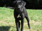 M&acirc;le adulte crois&eacute; Labrador Retriever robe noire 4 ans &agrave; adopter