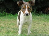 Jeune mâle croisé de type Jack Russel robe fauve 1 an à placer
