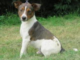 Jeune mâle croisé de type Jack Russel robe fauve 1 an à placer
