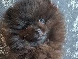 Magnifique Spitz Mini Poméranien noir de pure race à vendre