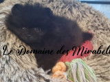 Magnifique Spitz Mini Poméranien noir de pure race à vendre