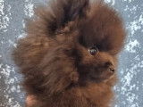 Magnifique Spitz Mini Poméranien noir de pure race à vendre