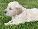 Chiots Golden Retriever LOF à vendre