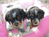 Chiots Epagneul Breton LOF à vendre