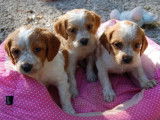 Chiots Epagneul Breton LOF à vendre