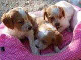 Chiots Epagneul Breton LOF à vendre