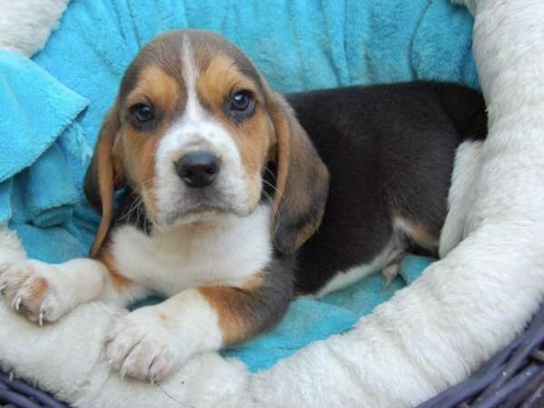 Chiots Beagle tricolores non-LOF à vendre