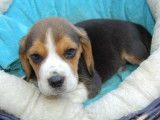 Chiots Beagle tricolores non-LOF à vendre