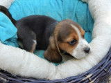 Chiots Beagle tricolores non-LOF à vendre