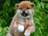 Superbes chiots Shiba Inu, LOF, à réserver pour le 20/10/2021 : 2 mâles