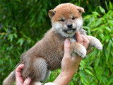Superbes chiots Shiba Inu, LOF, à réserver pour le 20/10/2021 : 2 mâles